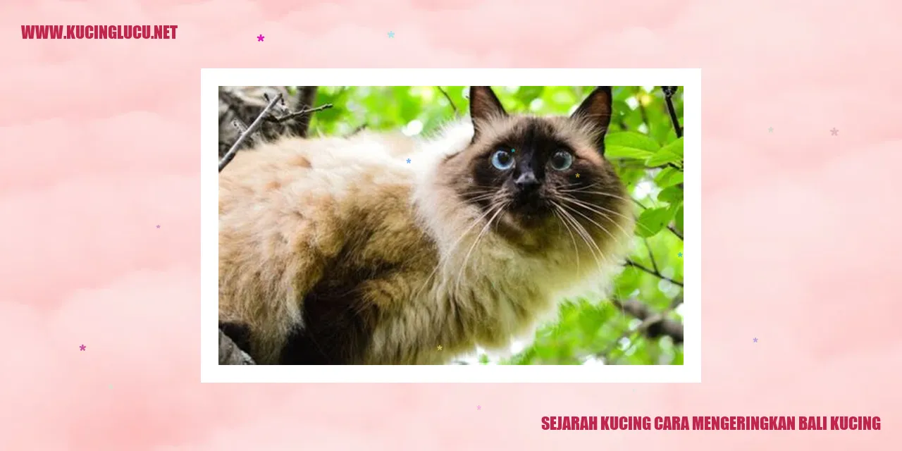 Sejarah Kucing cara mengeringkan bali kucing