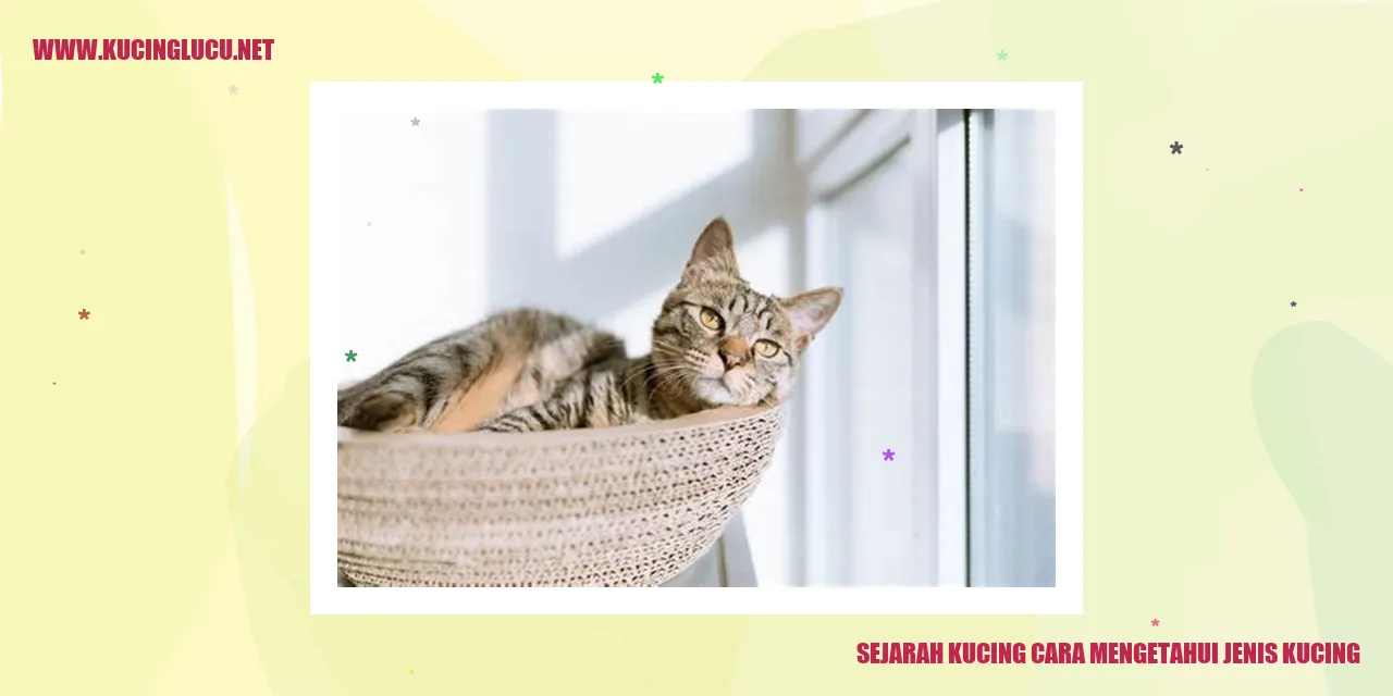 Sejarah kucing dan cara mengetahui jenis kucing