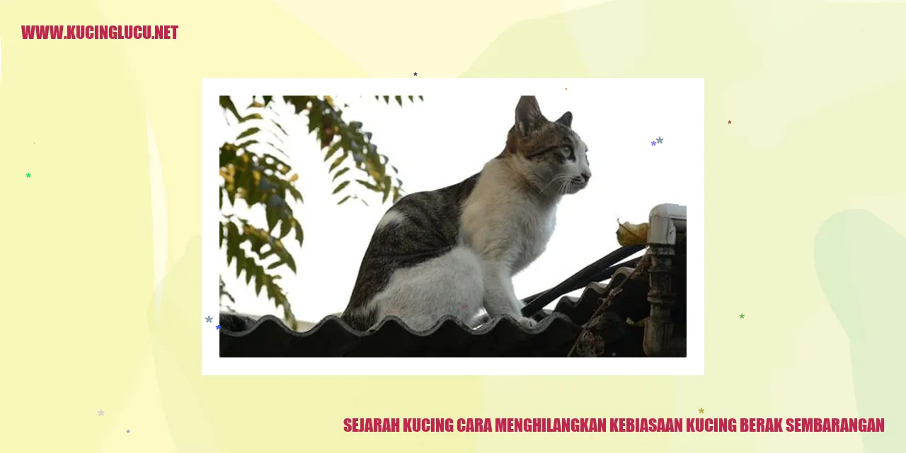 Gambar kucing