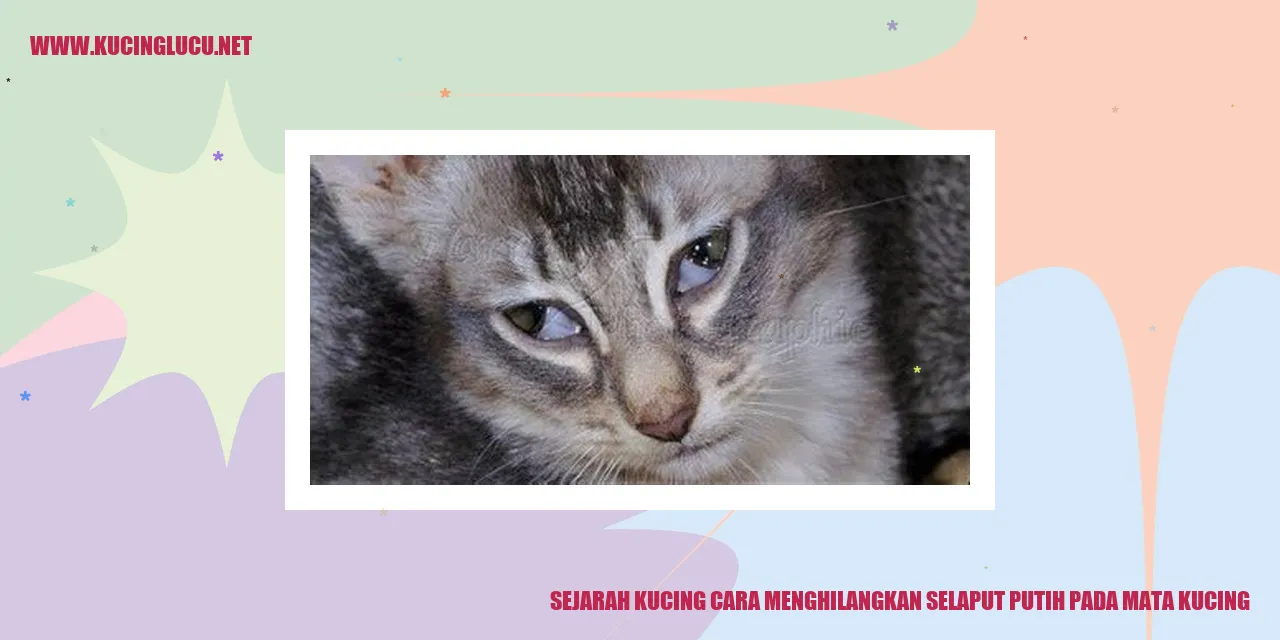 Sejarah Kucing dan Cara Menyingkirkan Zat Pekat pada Mata Kucing