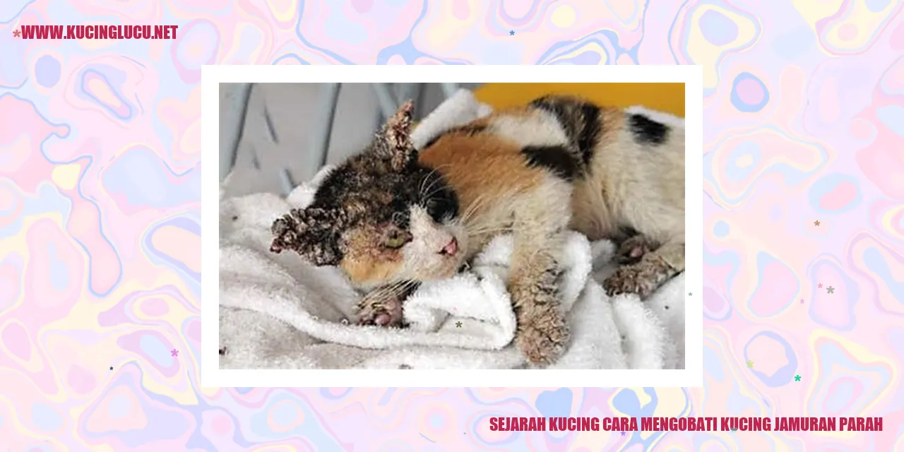 Sejarah Kucing cara mengobati kucing jamuran parah