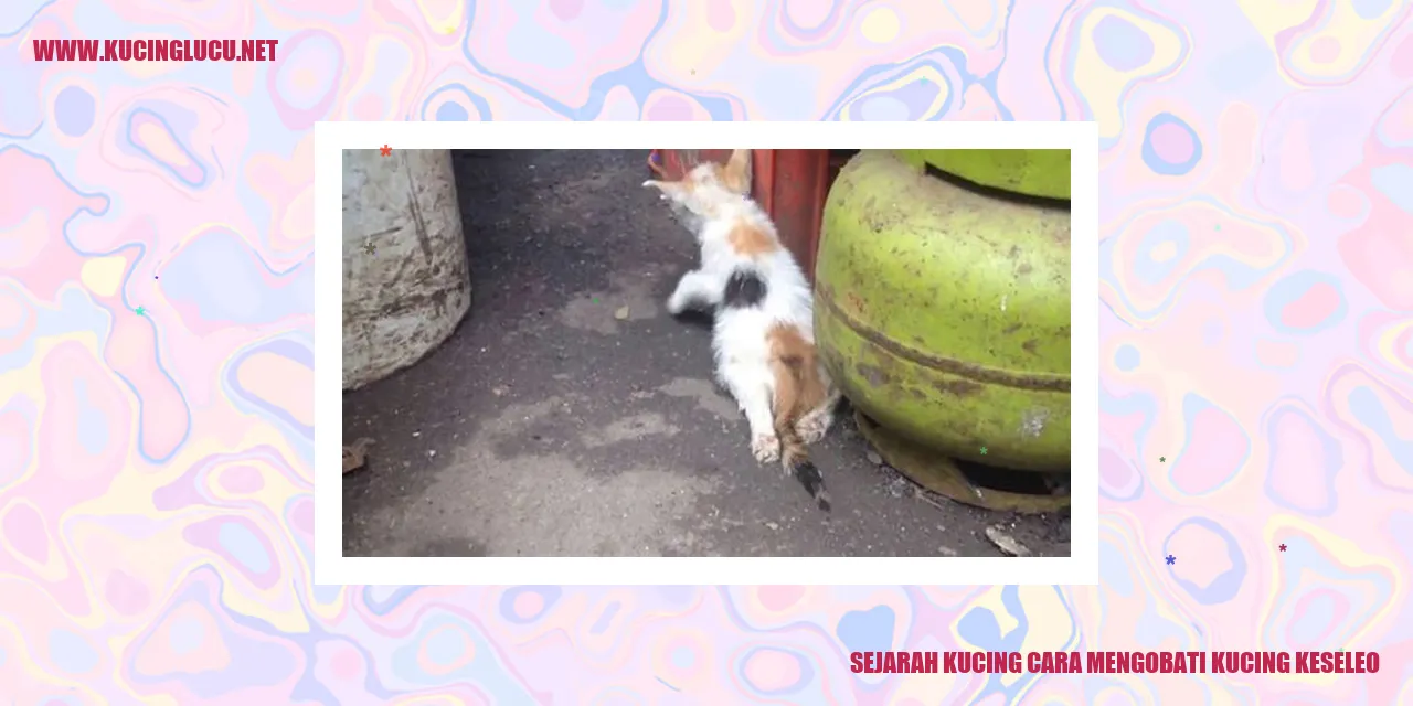 gambar kucing