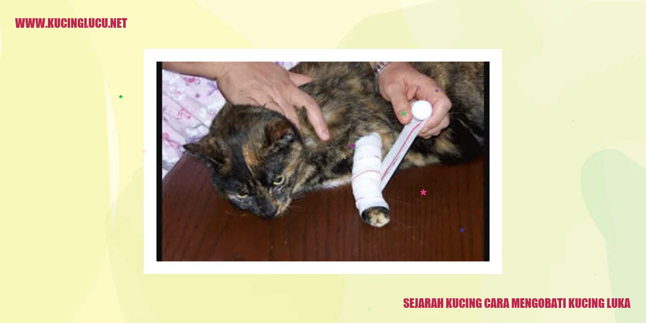 Gambar Kucing