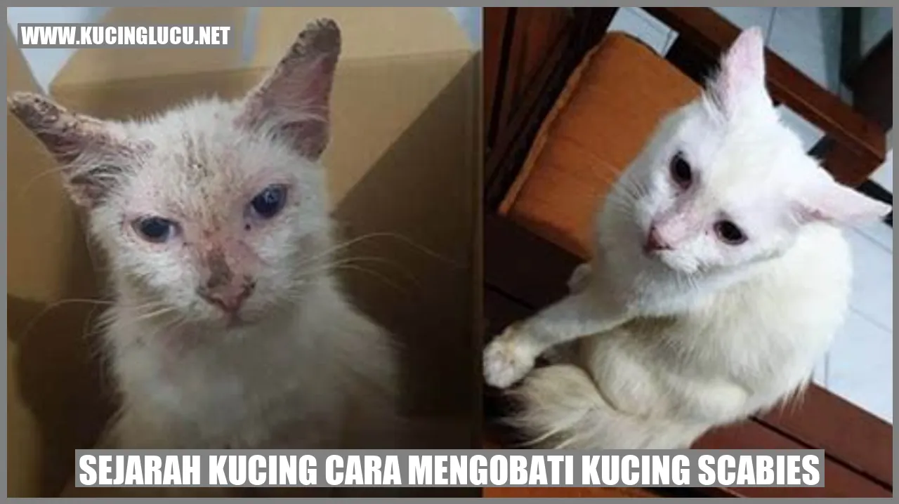 Kucing Scabies