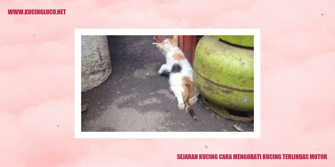 Sejarah Kucing dan Cara Mengobati Kucing Terlindas Motor