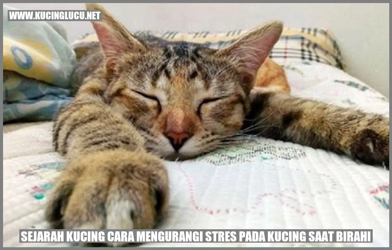Gambar Kucing yang Menenangkan