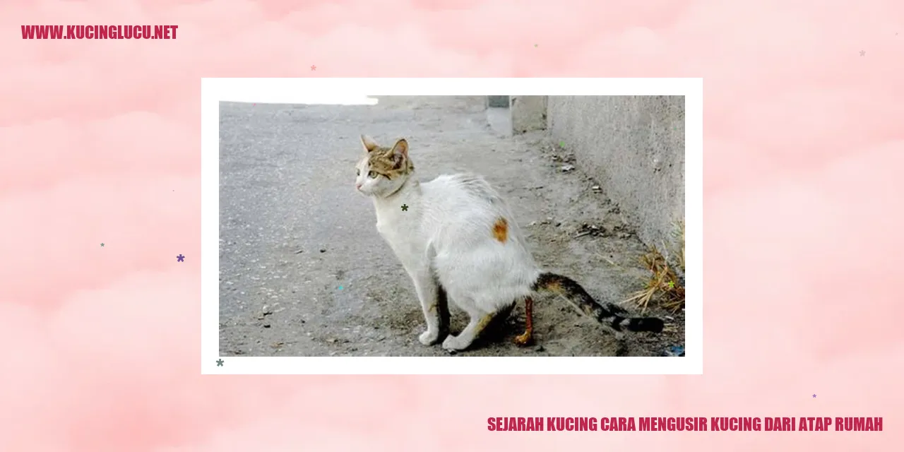 Gambar kucing di atap rumah