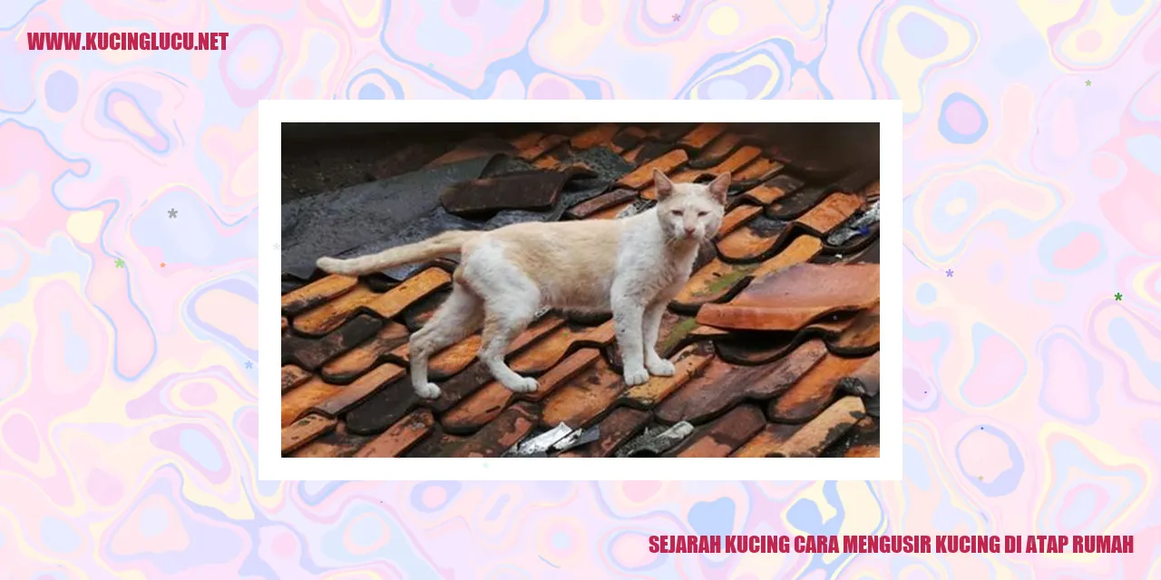 Kucing di Atap Rumah
