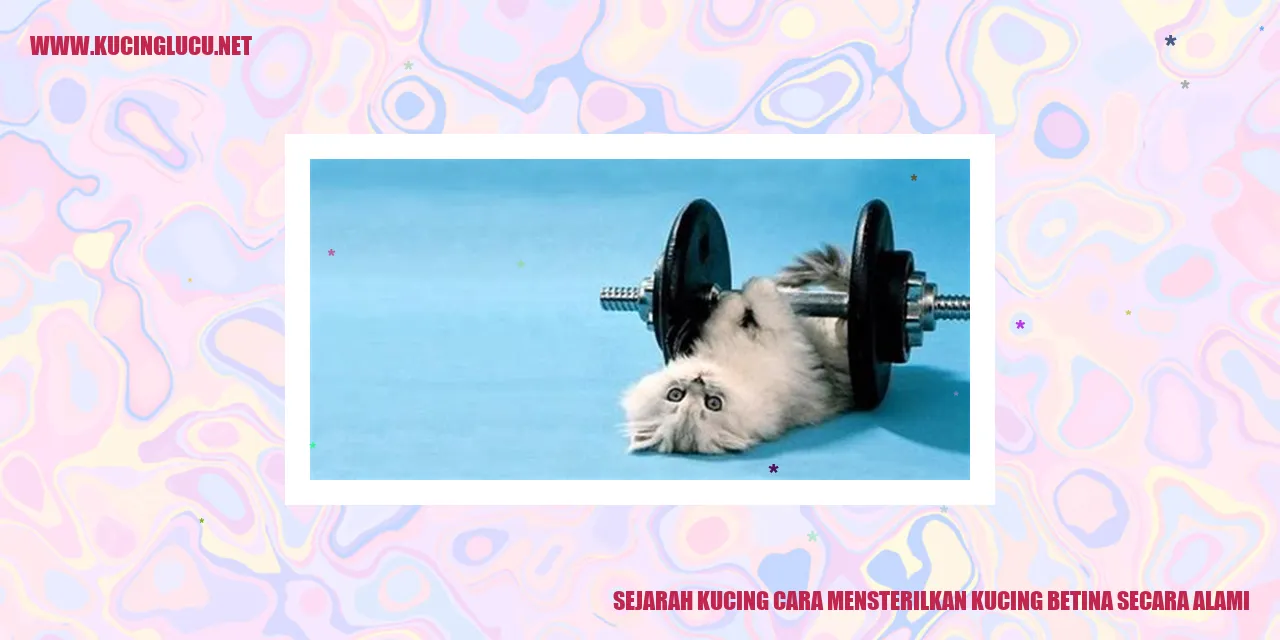 Kucing