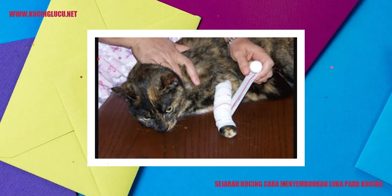 Sejarah Kucing cara menyembuhkan luka pada kucing