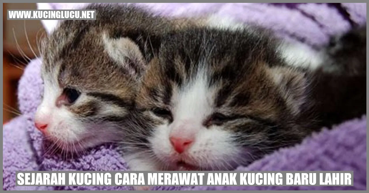 Anak Kucing Baru Lahir
