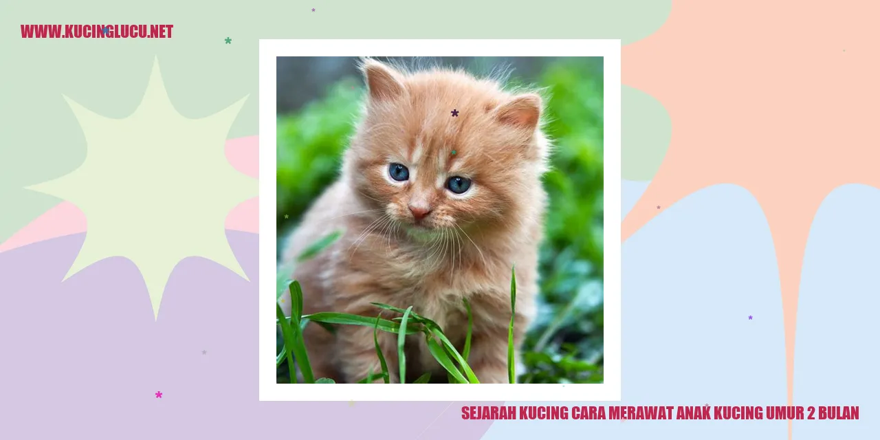 Foto Anak Kucing