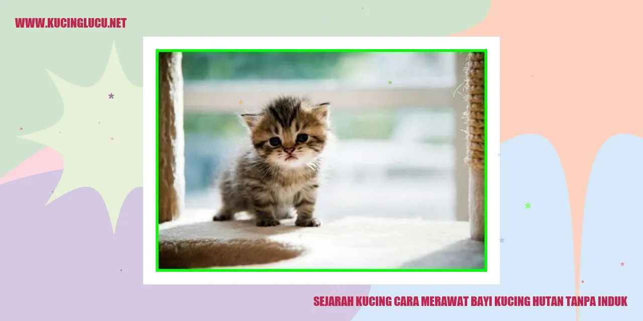 Ilustrasi Kucing Hutan