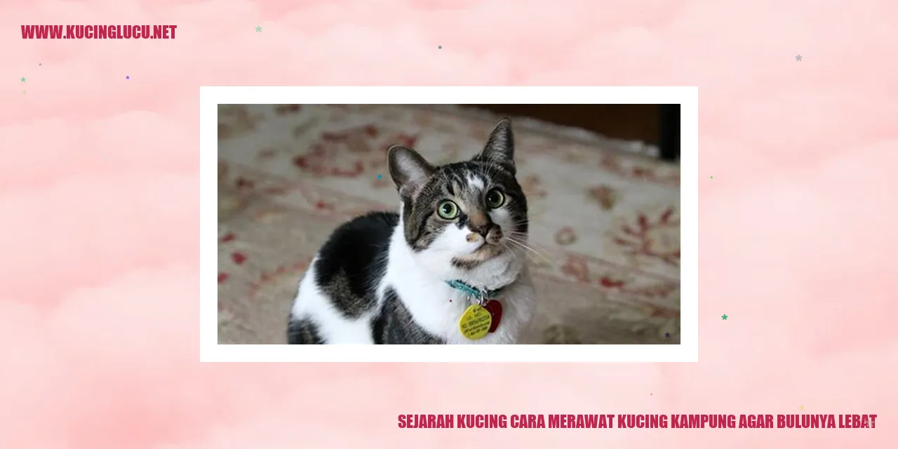 Gambar kucing kampung