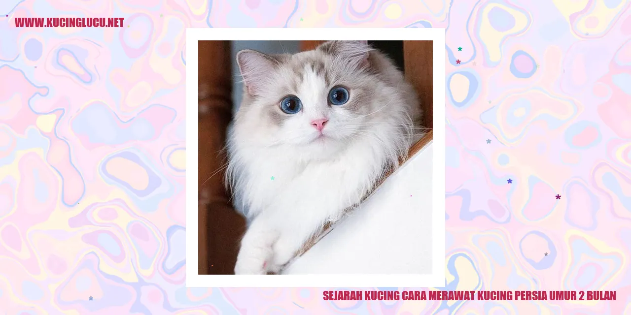 Gambar Kucing Persia
