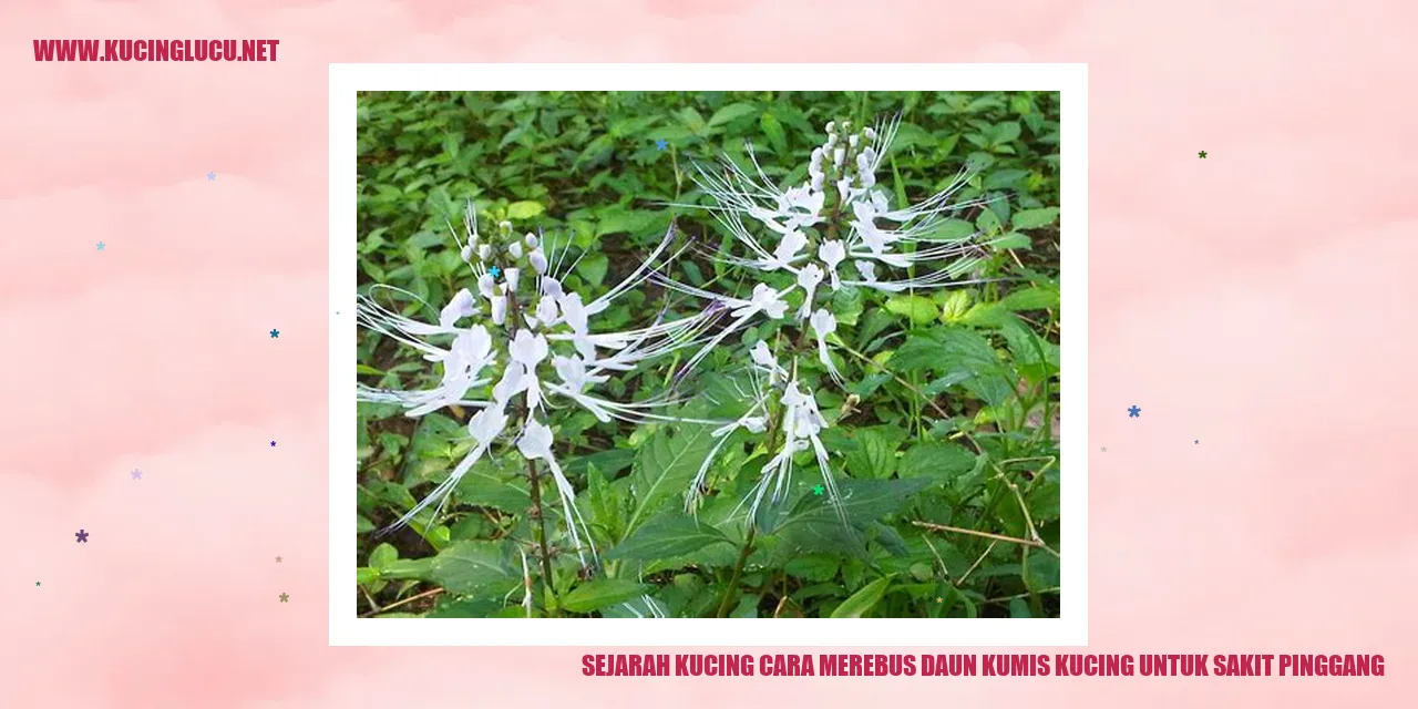 Kucing dan Daun Kumis Kucing
