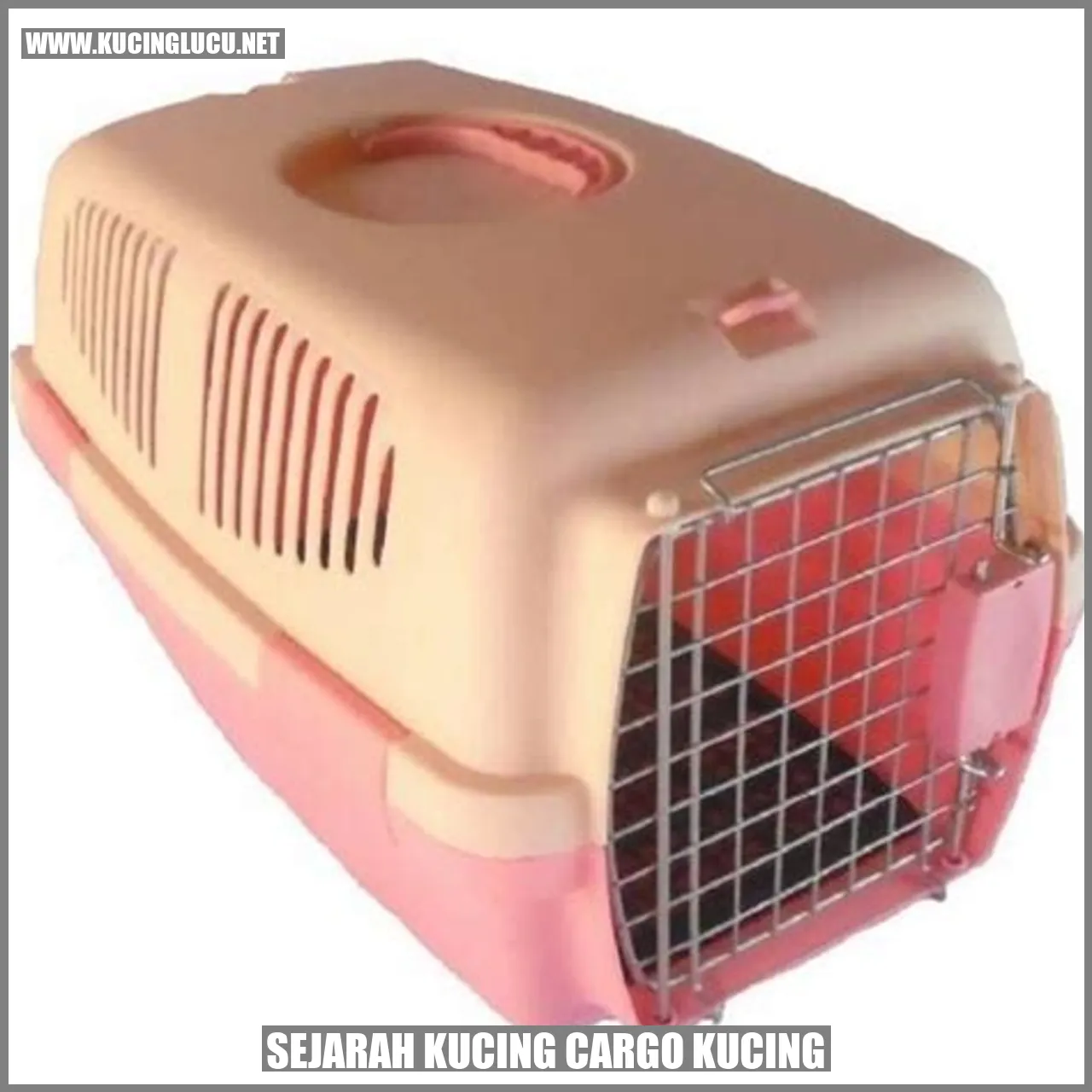 Gambar Sejarah Kucing Cargo Kucing