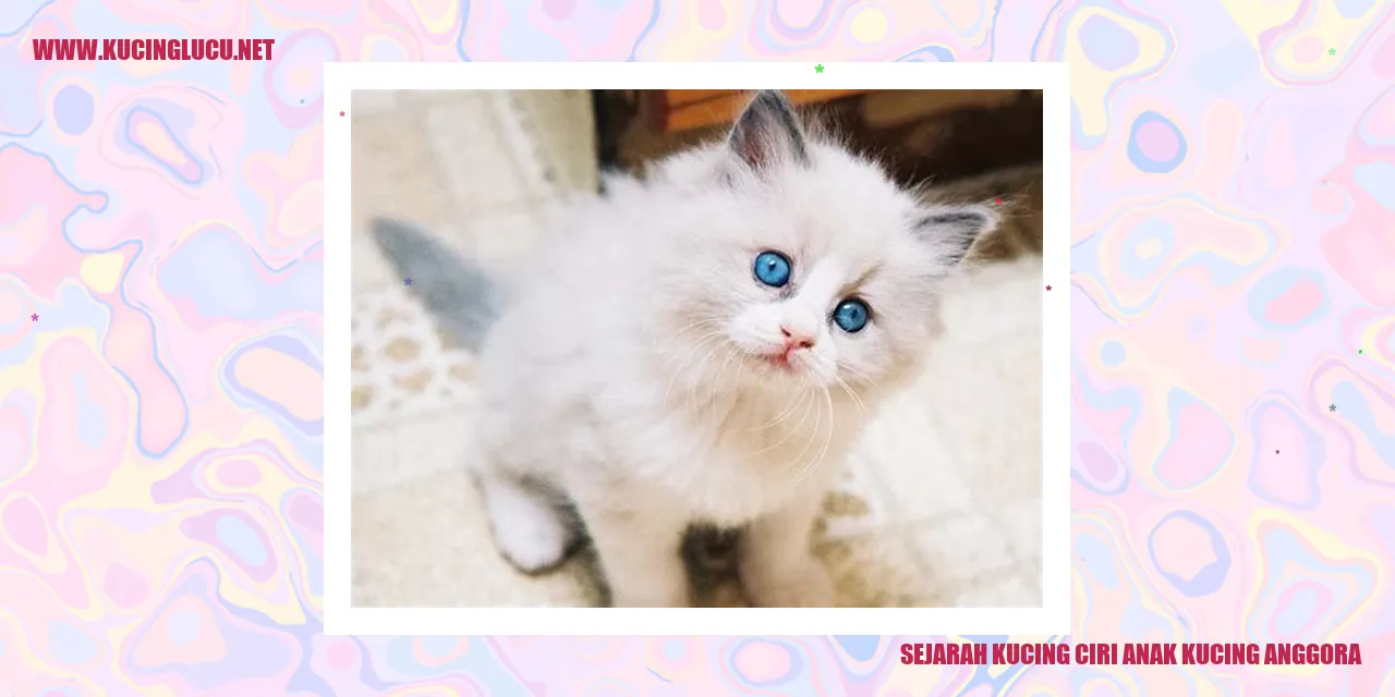 Gambar anak kucing anggora