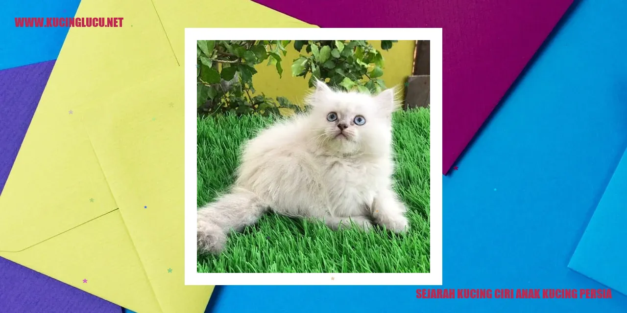 Anak Kucing Persia