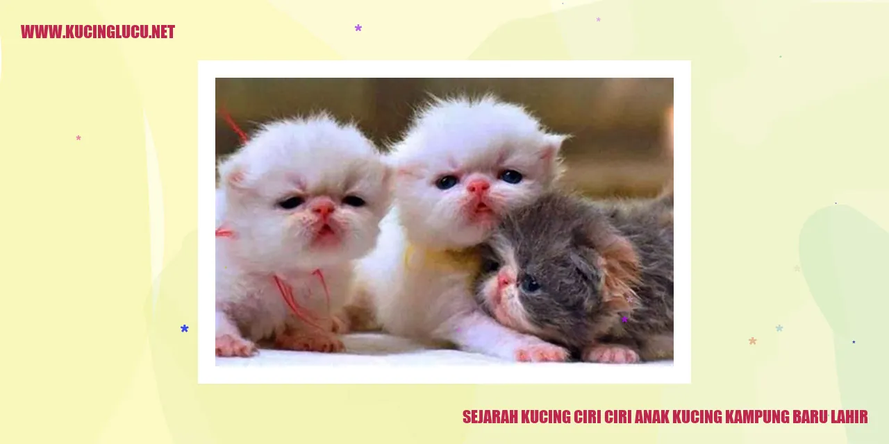 Gambar anak kucing