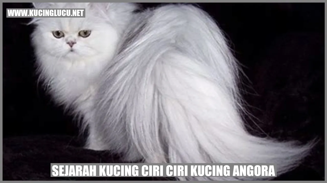 Gambar Kucing Angora