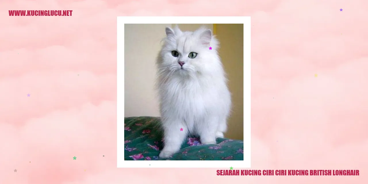 Kucing British Longhair