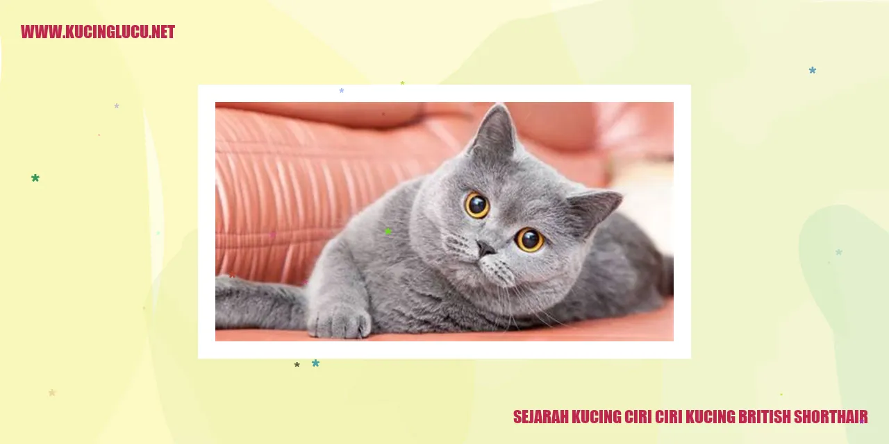 Gambar Kucing British Shorthair
