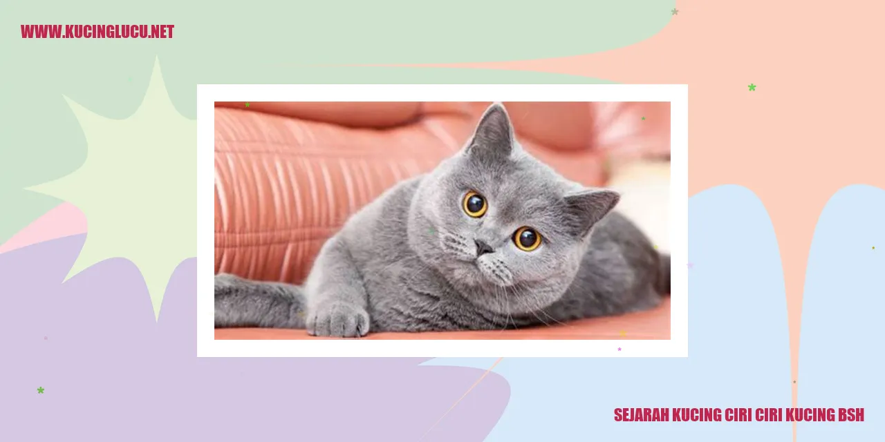 gambar kucing british shorthair