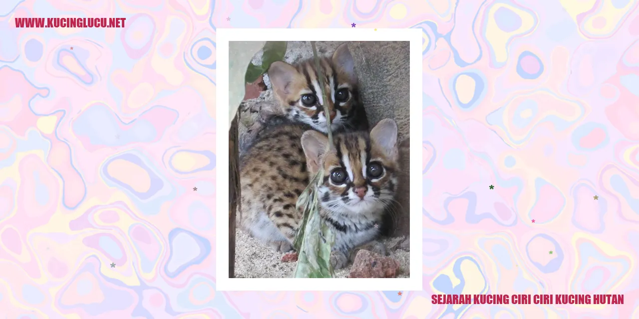 gambar kucing hutan