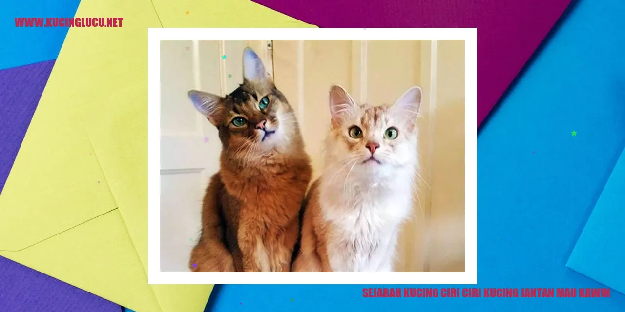 Ilustrasi kucing jantan yang siap kawin