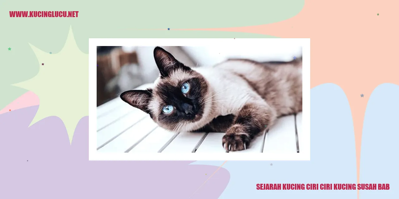 Kucing Lucu