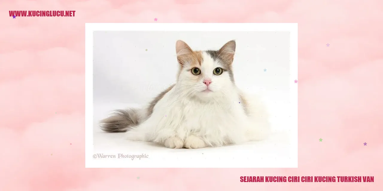 Sejarah Kucing ciri ciri kucing turkish van