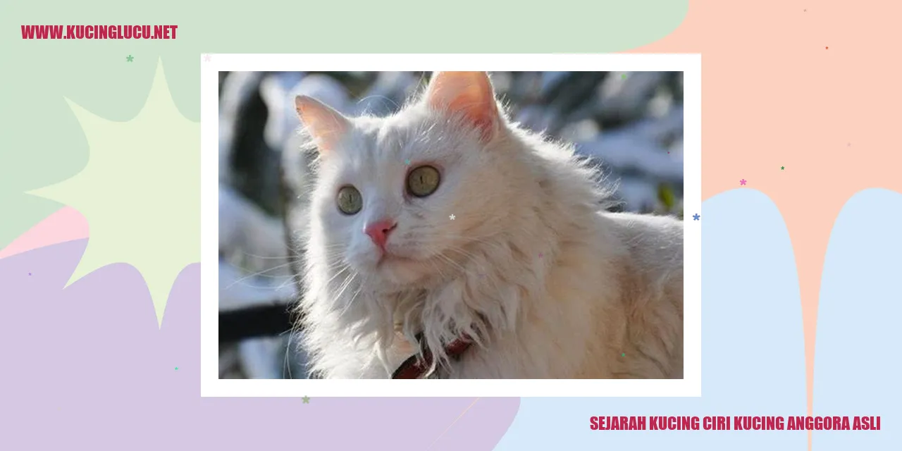 Sejarah Kucing Anggora Asli