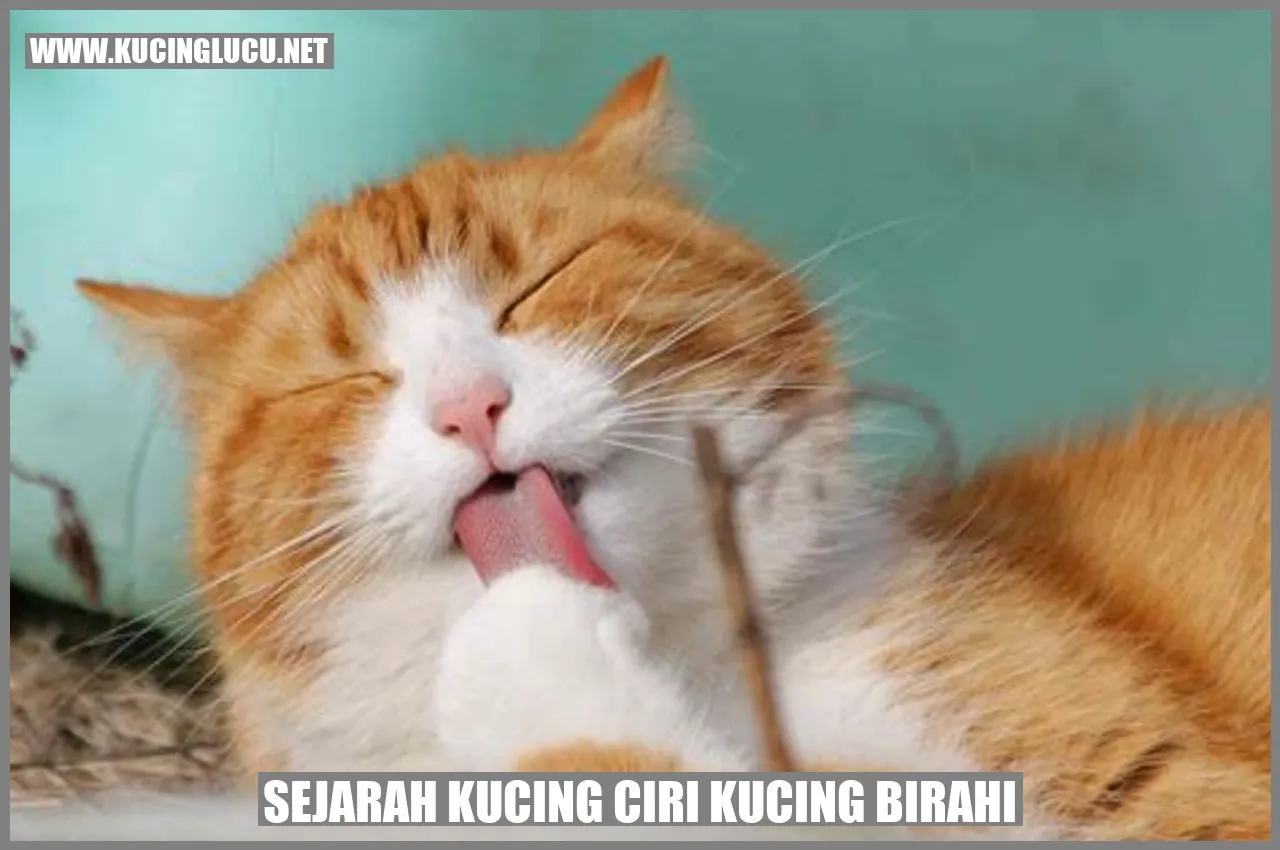 Kucing Birahi