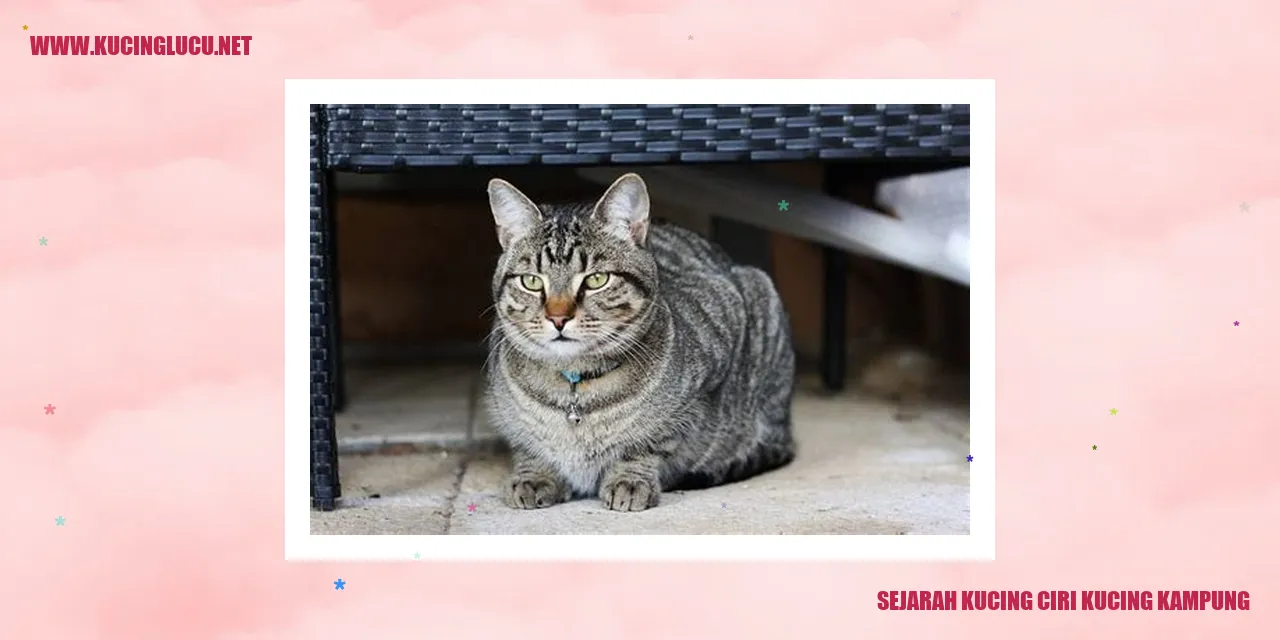 Gambar Kucing Kampung