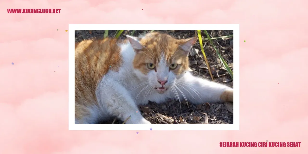 Ilustrasi Kucing yang Sehat