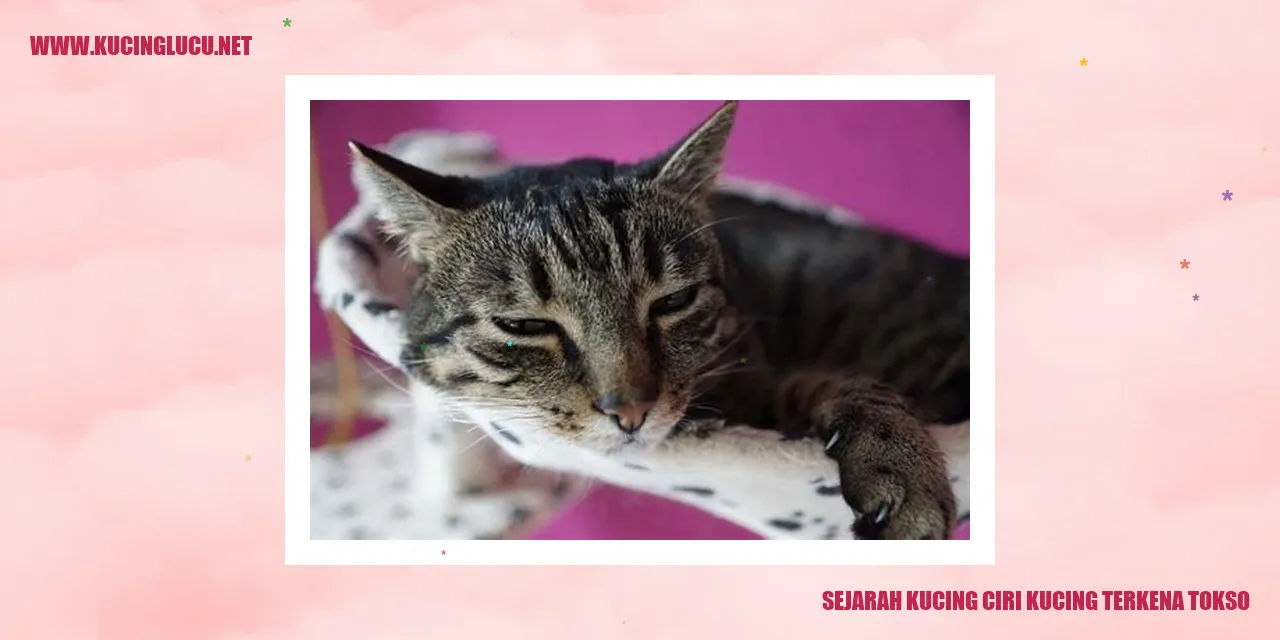 Gambar kucing terkena tokso