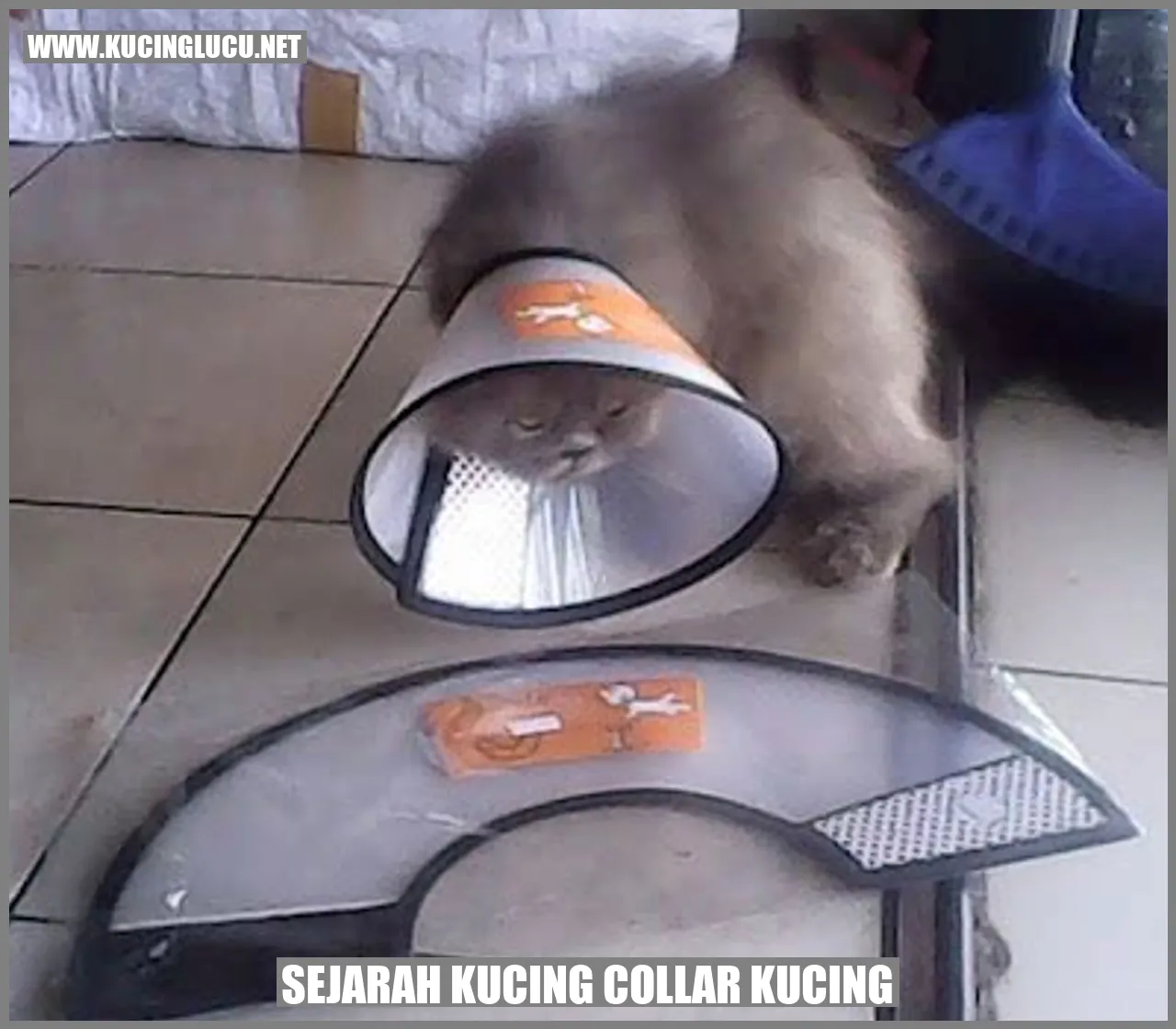 Gambar Kucing Collar Kucing