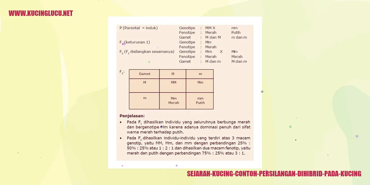 Kucing