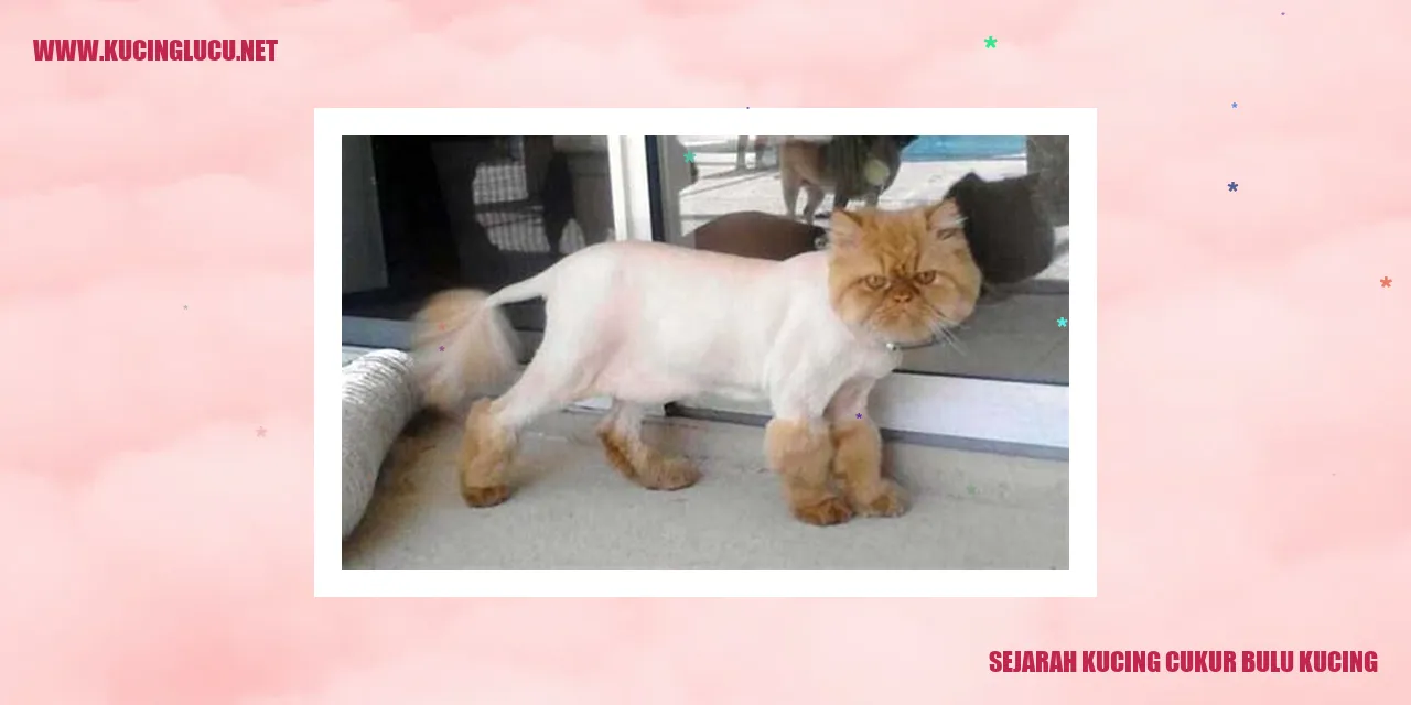 Gambar Kucing Cukur Bulu