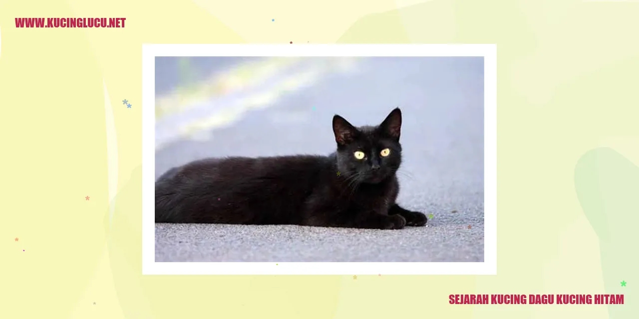Sejarah Kucing Dagu Kucing Hitam