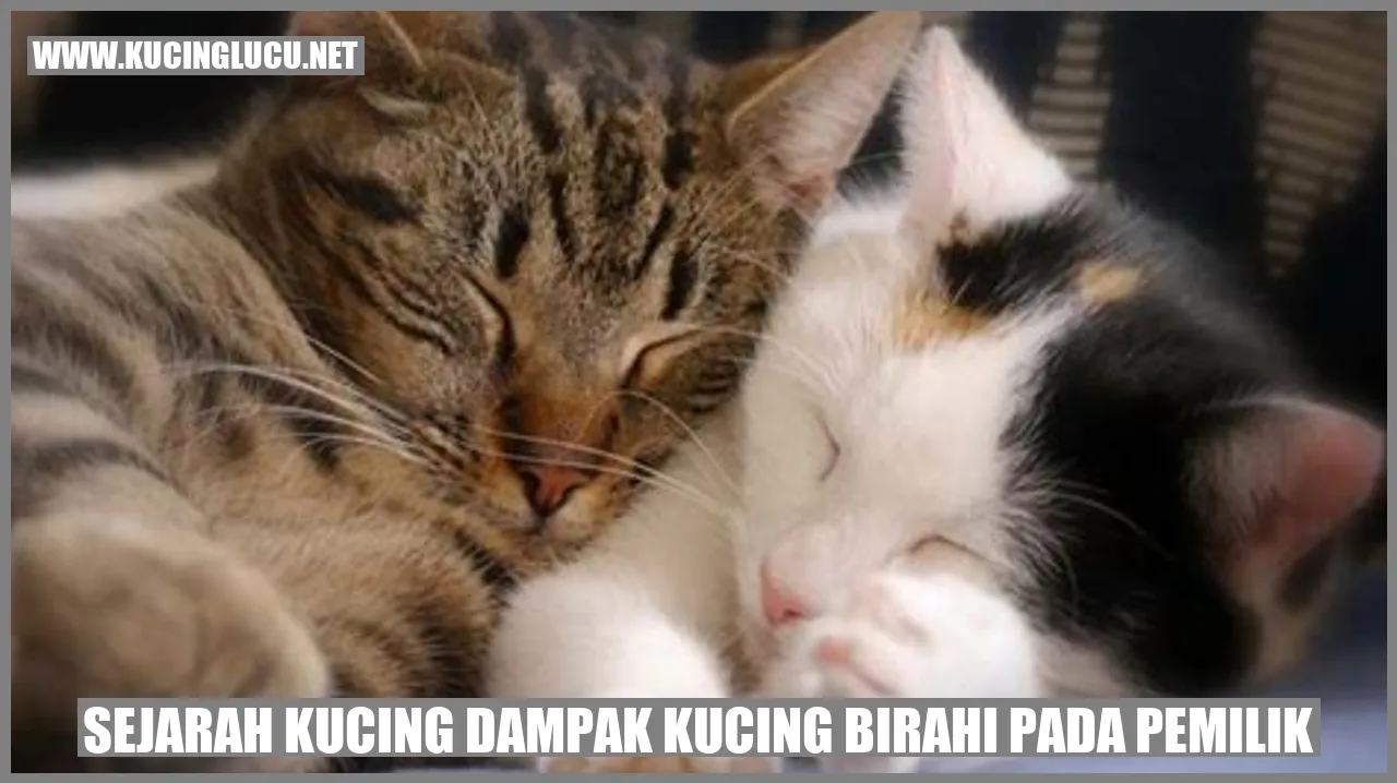 Ilustrasi Kucing