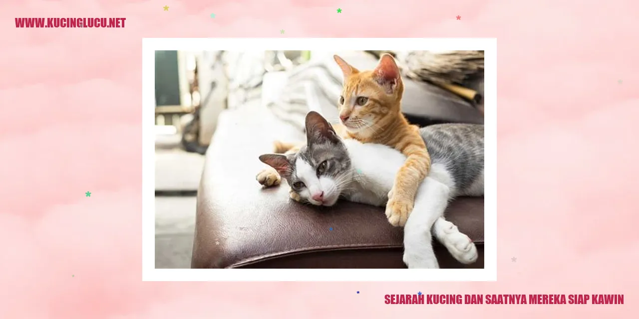 Gambar Kucing