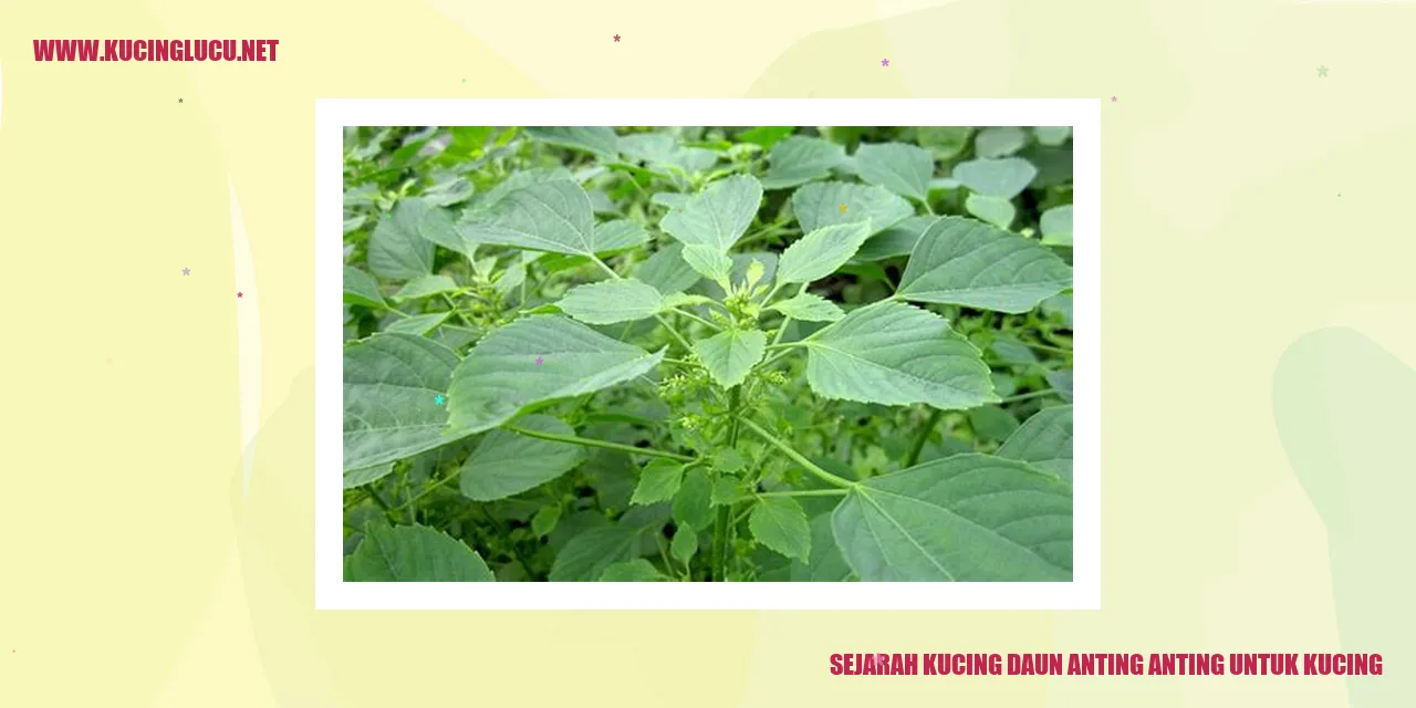 Gambar Daun Anting Anting untuk Kucing