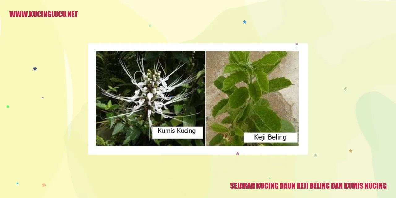 Sejarah Kucing Daun Keji Beling dan Kumis Kucing
