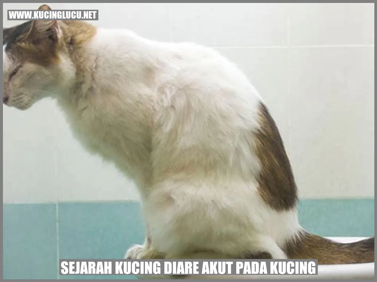 Gambar kucing