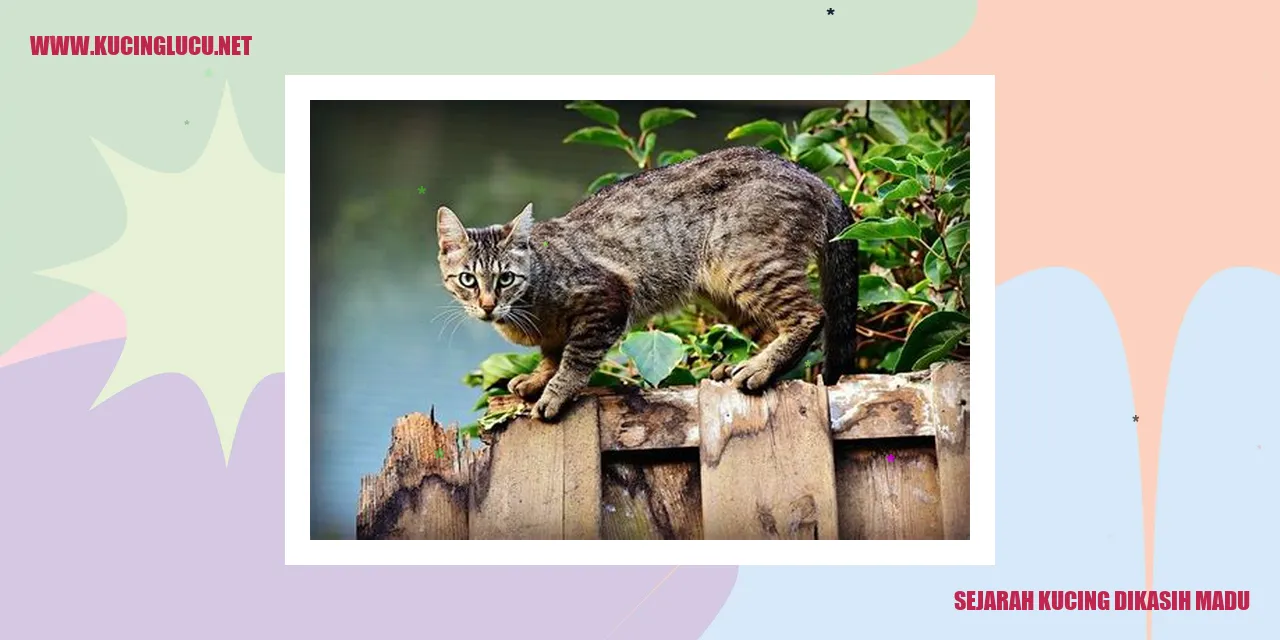 Kucing dan Manisnya Madu