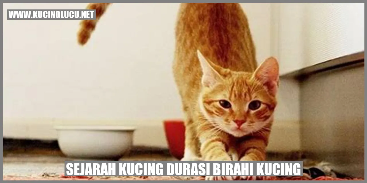 Sejarah Kucing Durasi Birahi Kucing