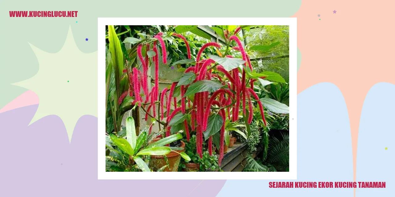 Kucing Ekor Kucing Tanaman