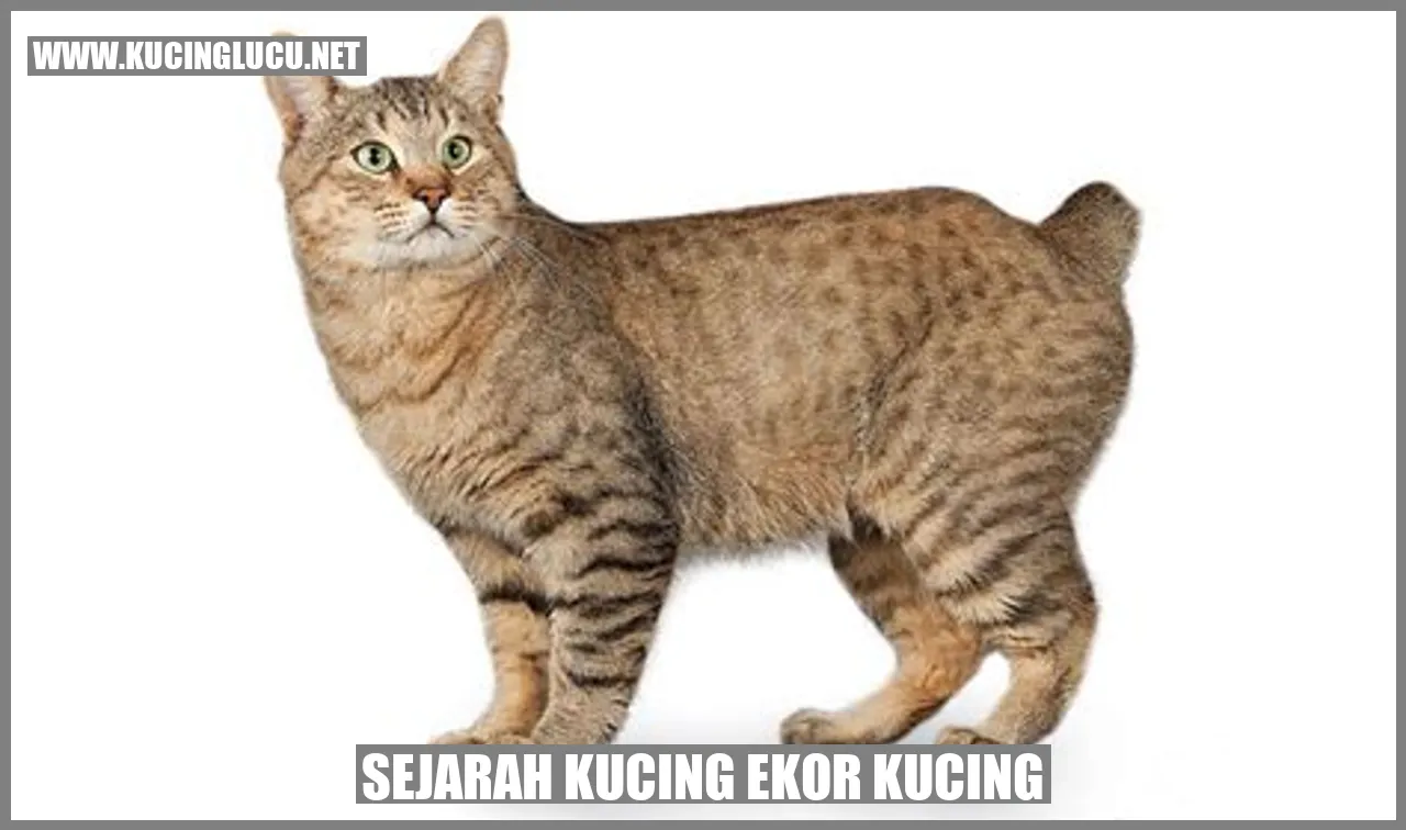 Kucing Ekor Kucing